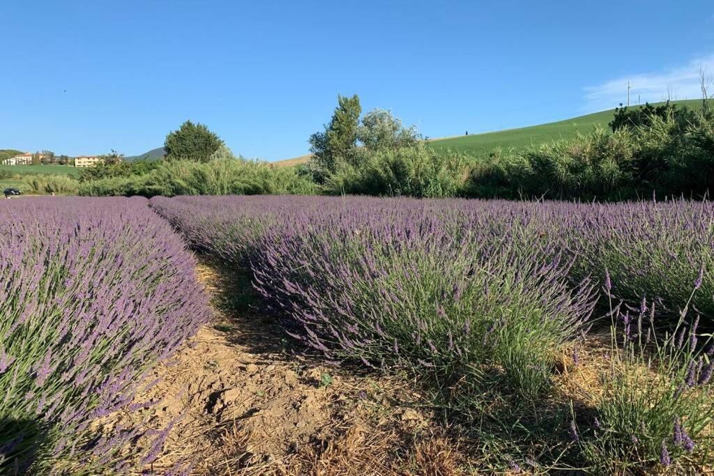 Vacanze Sulle Colline Toscane Ad Un Passo Dal Mare Orciano Pisano Exteriér fotografie